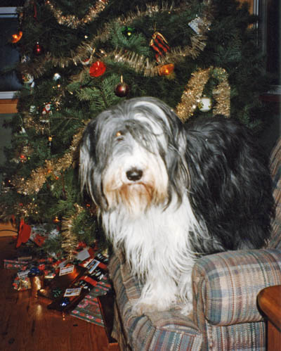 Summer in a chair next to the Christmas tree waiting for her present